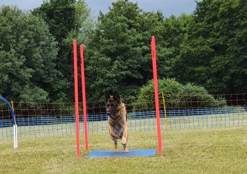 Canine Hoopers TJs Dog Training