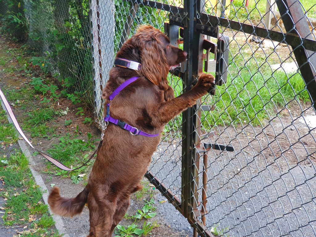 UK Sniffer Dogs Scent Detection and Tracking TJs Dog Training